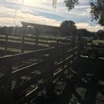 horse-farm-ocala-fence (11)